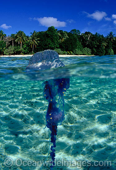 Under over picture of Portuguese Man-of-war photo