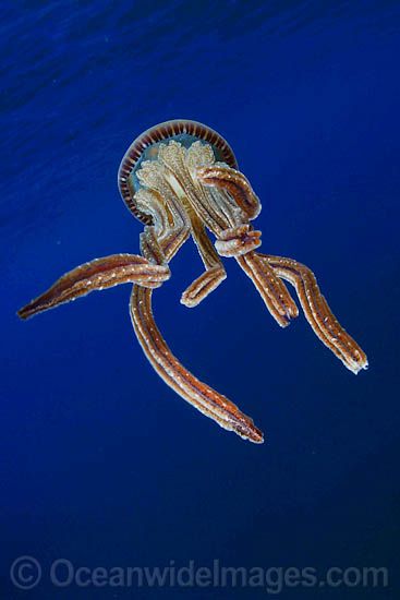 Pelagic Jellyfish Thysanostoma sp. photo