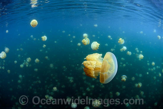 Jellyfish competing for sunlight in Jellyfish Lake photo