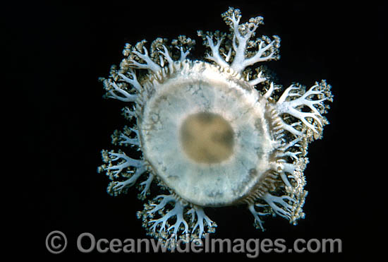 Upsidedown Jellyfish Cassiopea xamachana photo
