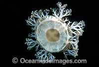 Upsidedown Jellyfish Cassiopea xamachana Photo - David Fleetham