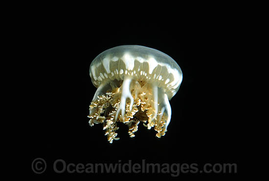 Upsidedown Jellyfish Cassiopea xamachana photo