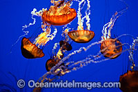 Black Sea Nettle Chrysaora achlyos Photo - David Fleetham