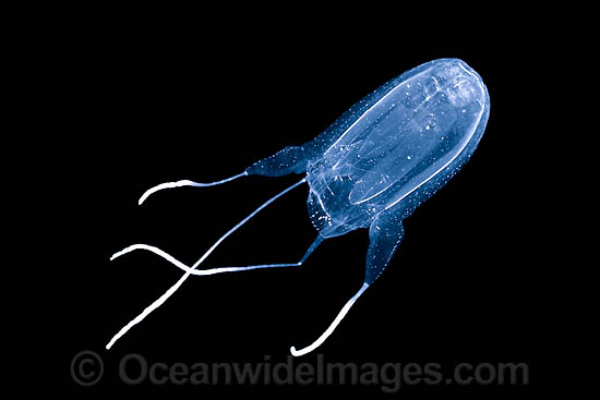 Box Jellyfish Carybdea alata photo