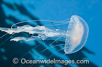 Luminescent Jellyfish Pelagia noctiluca Photo - David Fleetham