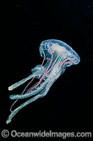 Luminescent Jellyfish Pelagia noctiluca Photo - David Fleetham