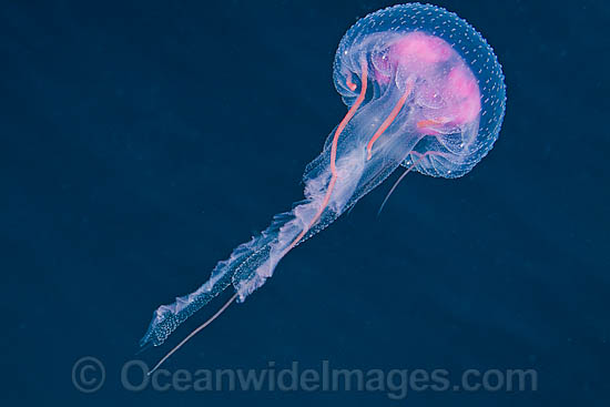 Luminescent Jellyfish Pelagia noctiluca photo