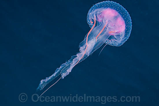 Luminescent Jellyfish (Pelagia noctiluca). Photo taken in the Philippines. Within the Coral Triangle. Photo - David Fleetham Luminescent Jellyfish (Pelagia noctiluca). Photo taken in the Philippines. Within the Coral Triangle. Photo - David Fleetham