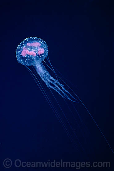 Luminescent Jellyfish Pelagia noctiluca photo