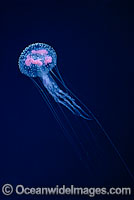 Luminescent Jellyfish Pelagia noctiluca Photo - David Fleetham