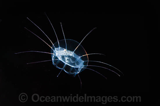 Jellyfish or Hydromedusa photo