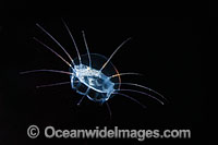 Jellyfish or Hydromedusa Photo - David Fleetham