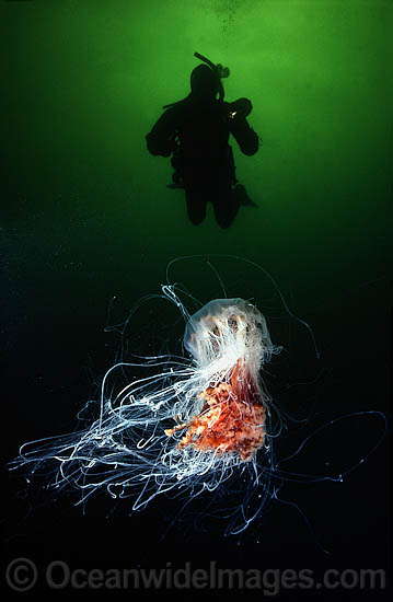 Lion's Mane Jellyfish Cyanea capillata photo