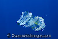 Venus Girdle Comb Jelly Cestum veneris Photo - David Fleetham