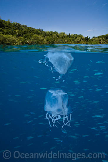 Above and below water picture of a Box Jellyfish photo