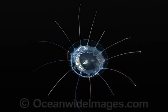 Jellyfish or Hydromedusa photo