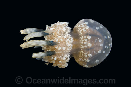 Stinging Jellyfish Mastigias papua photo