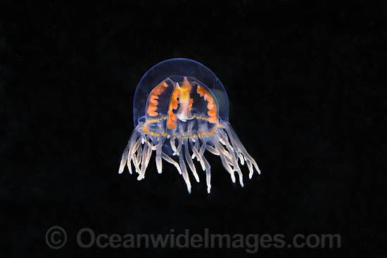 Clinging Jellyfish Gonionemus vertens photo