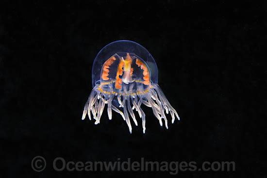 Clinging Jellyfish Gonionemus vertens photo Clinging Jellyfish Gonionemus vertens photo