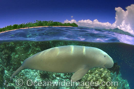 Dugong half under over photo