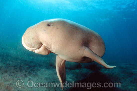 Dugong (Dugong dugon). Found in warm coastal waters from East Africa to Australia. Also known as Sea Cow. Classified Vulnerable on the IUCN Red List. Protected species in some regions. Photo - David Fleetham Dugong (Dugong dugon). Found in warm coastal waters from East Africa to Australia. Also known as Sea Cow. Classified Vulnerable on the IUCN Red List. Protected species in some regions. Photo - David Fleetham