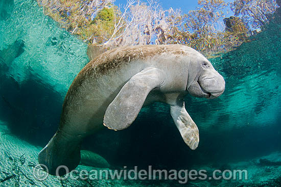 Florida Manatee (Trichechus manatus latirostris). Also known as Sea Cow. Crystal River Florida, USA. Classified Endangered Species on the IUCN Red list. The Florida Manatee is a subspecies of the West Indian Manatee. Photo - David Fleetham