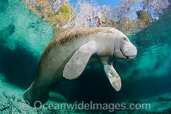 Florida Manatee (Trichechus manatus latirostris). Also known as Sea Cow. Crystal River Florida, USA. Classified Endangered Species on the IUCN Red list. The Florida Manatee is a subspecies of the West Indian Manatee. Photo - David Fleetham Florida Manatee (Trichechus manatus latirostris). Also known as Sea Cow. Crystal River Florida, USA. Classified Endangered Species on the IUCN Red list. The Florida Manatee is a subspecies of the West Indian Manatee. Photo - David Fleetham
