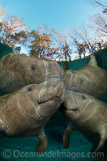 Florida Manatee Sea Cow photo