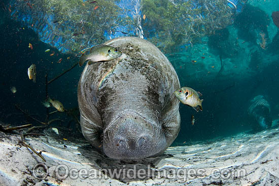 Florida Manatee (Trichechus manatus latirostris). Also known as Sea Cow. Crystal River Florida, USA. Classified Endangered Species on the IUCN Red list. The Florida Manatee is a subspecies of the West Indian Manatee. Photo - David Fleetham Florida Manatee (Trichechus manatus latirostris). Also known as Sea Cow. Crystal River Florida, USA. Classified Endangered Species on the IUCN Red list. The Florida Manatee is a subspecies of the West Indian Manatee. Photo - David Fleetham