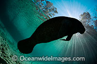 Florida Manatee Sea Cow Photo - David Fleetham