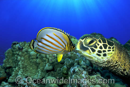 Green Sea Turtle and Butterflyfish photo