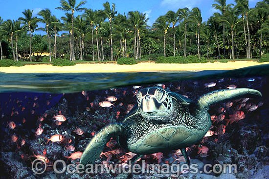 Green Sea Turtle, fish and beach photo