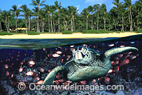 Green Sea Turtle, fish and beach Photo - David Fleetham