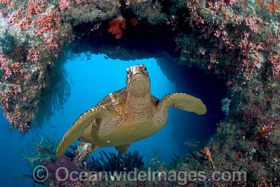Green Sea Turtle swimming through ledge photo