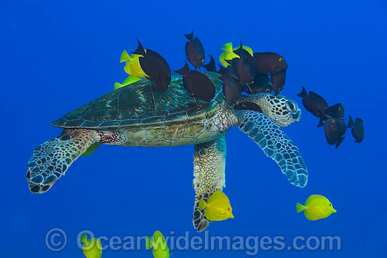 Surgeonfish cleaning Green Turtle photo