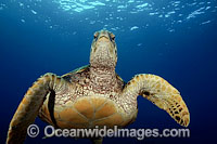 Green Sea Turtle Photo - David Fleetham