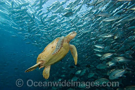 Green Sea Turtle and Trevallies photo