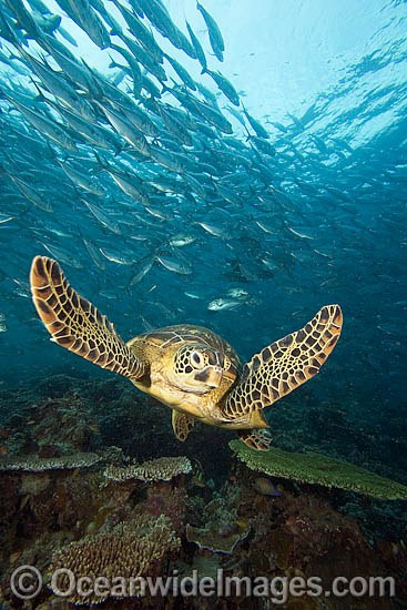 Green Sea Turtle and Fish photo