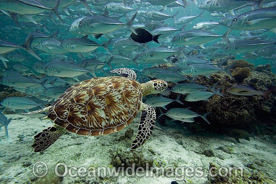 Green Sea Turtle and Jacks photo