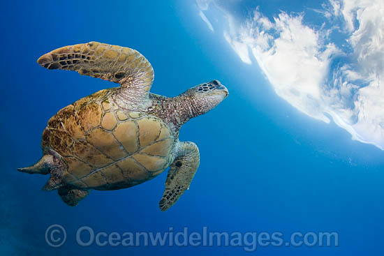 Green Sea Turtle photo
