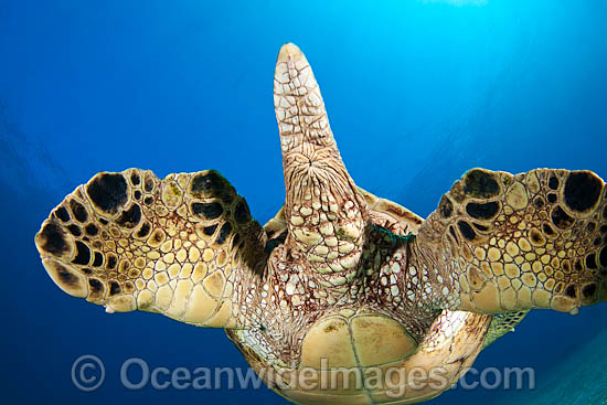 Green Sea Turtle flippers and tail photo