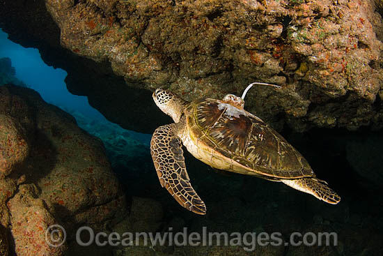Green Sea Turtle satelite transmitter photo