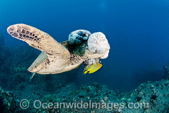 Green Sea Turtle with tumors photo