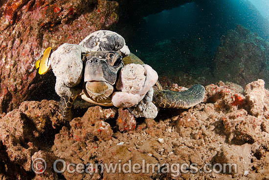 Green Sea Turtle with tumors photo