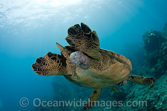 This Green Sea Turtle (Chelonia mydas) has large fibropapilloma tumors on various parts of it's body. Soon the tumors will grow to cover both eyes and limit the turtles ability to locate a food source. Hawaii, USA. Photo - David Fleetham This Green Sea Turtle (Chelonia mydas) has large fibropapilloma tumors on various parts of it's body. Soon the tumors will grow to cover both eyes and limit the turtles ability to locate a food source. Hawaii, USA. Photo - David Fleetham