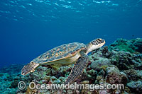 Green Sea Turtle Photo - David Fleetham