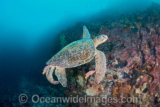 Green Sea Turtle cleaned behavior behaviour by Hogfish photo