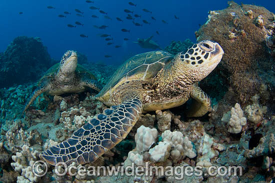 Green Sea Turtles photo