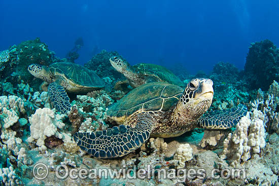 Green Sea Turtles photo