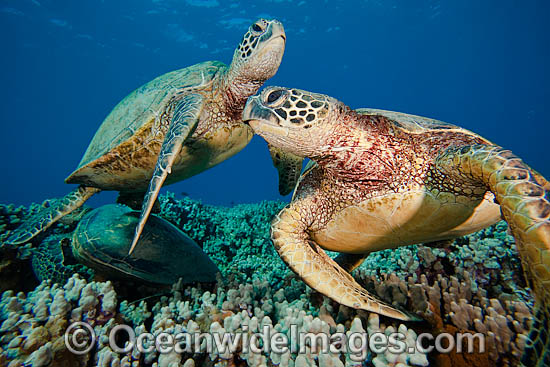 Green Sea Turtles photo